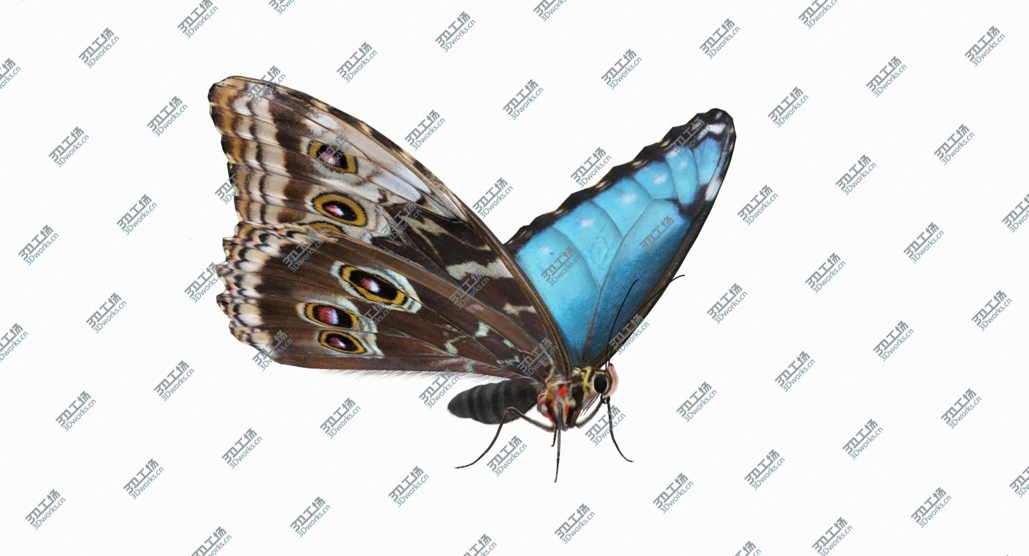 images/goods_img/2021040235/3D Morpho Peleides Butterfly Rigged with Fur/3.jpg